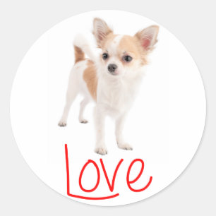 Liefde Langharige Chihuahua Puppy Hond Ronde Sticker