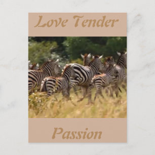 Liefde-liefdespassie Afrikaanse Zebra-kaarten Briefkaart