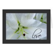 Liefde op een calla lily (Voorkant Horizontaal)