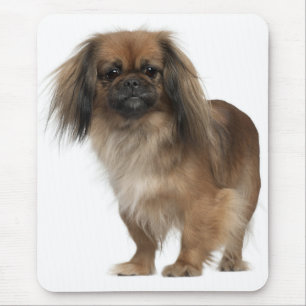 Liefde Pekingese Puppy Hond Muismatje Muismat