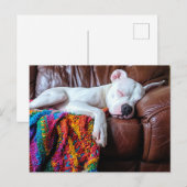 Liefde Pitbull hond slapen op de bank Briefkaart (Voorkant / Achterkant)