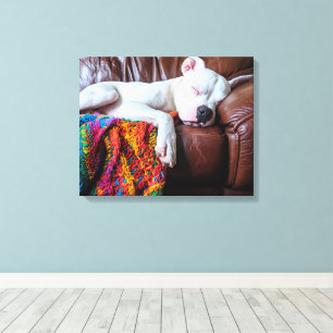 Liefde Pitbull hond slapen op de bank Canvas Afdruk