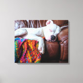 Liefde Pitbull hond slapen op de bank Canvas Afdruk (Voorkant)