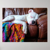 Liefde Pitbull hond slapen op de bank Poster (Voorkant)