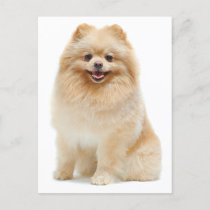 Liefde Pomeranian Puppy Dog Blank Post Kaart