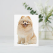 Liefde Pomeranian Puppy Dog Blank Post Kaart (Staand voorkant)