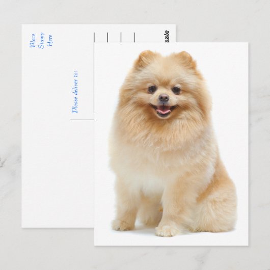 Liefde Pomeranian Puppy Dog Blank Post Kaart (Voorkant / Achterkant)