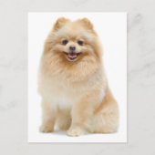 Liefde Pomeranian Puppy Dog Blank Post Kaart (Voorkant)