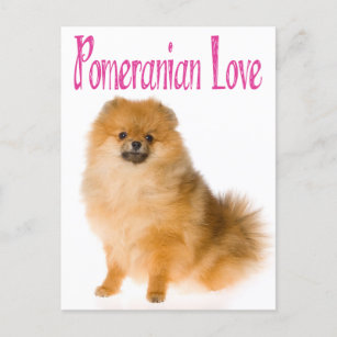 Liefde Pommeren Blank Dog-kaart Briefkaart
