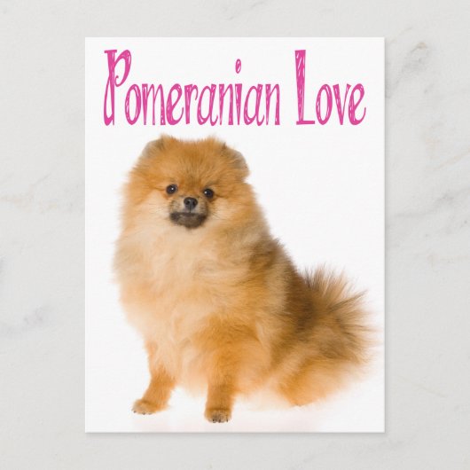 Liefde Pommeren Blank Dog-kaart Briefkaart (Voorkant)