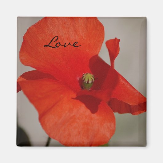 Liefde Poppy Magnet (Voorkant)