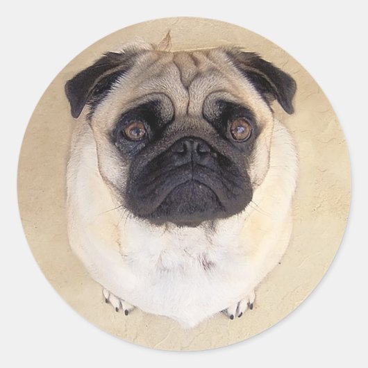 Liefde Pug Puppy Dog Stickers / zeehonden (Voorkant)