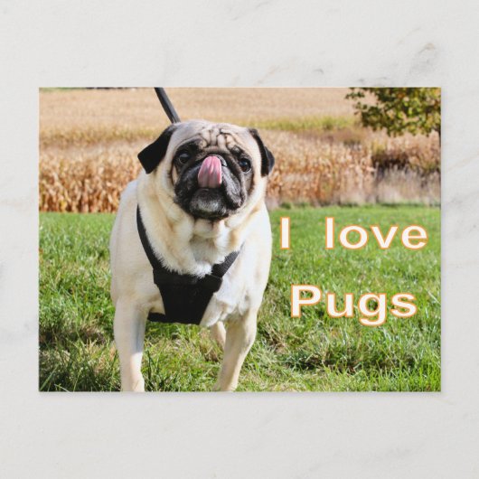 Liefde puggen briefkaart (Voorkant)