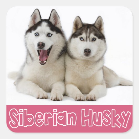 Liefde Siberische Husky Puppy Dog Groet Stickers (Voorkant)