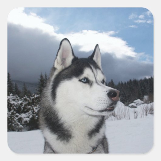 Liefde Siberische Husky Puppy Dog Groet Stickers (Voorkant)