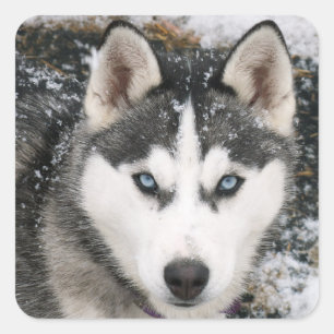 Liefde Siberische Husky Puppy Dog Groet Stickers
