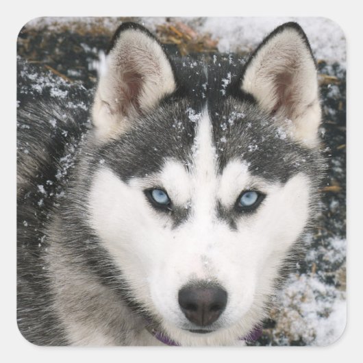 Liefde Siberische Husky Puppy Dog Groet Stickers (Voorkant)