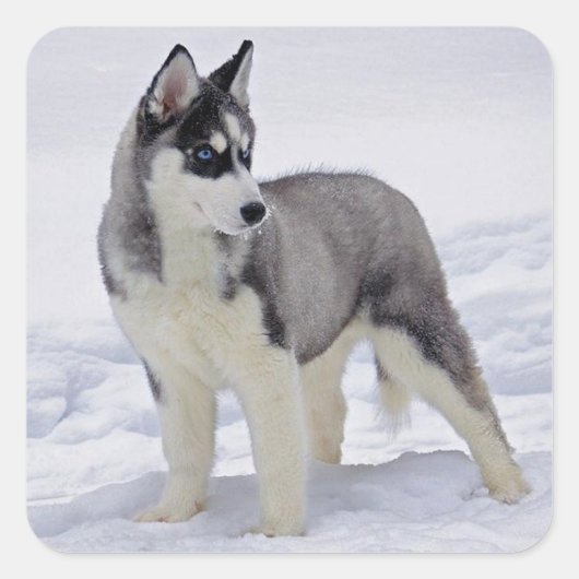 Liefde Siberische Husky Puppy Dog Groet Stickers (Voorkant)