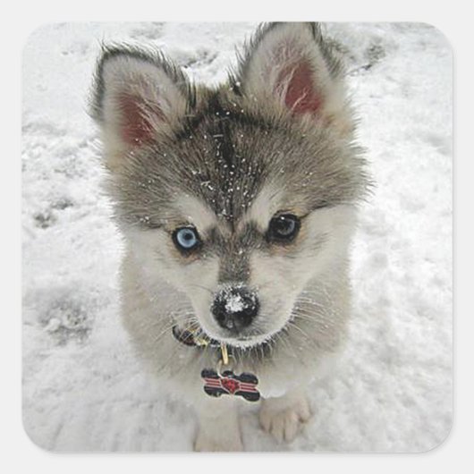 Liefde Siberische Husky Puppy Dog Groet Stickers (Voorkant)
