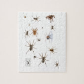 Liefde Spiders! Legpuzzel (Verticaal)