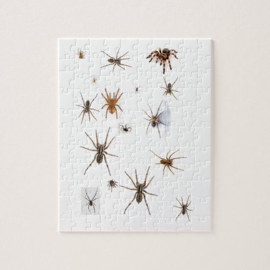 Liefde Spiders! Legpuzzel (Verticaal)