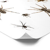 Liefde Spiders! Poster (Hoek)