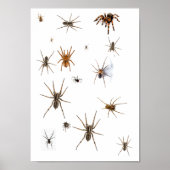 Liefde Spiders! Poster (Voorkant)