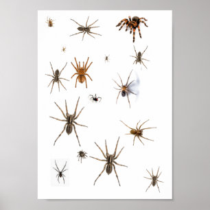 Liefde Spiders! Poster