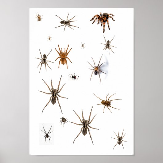 Liefde Spiders! Poster (Voorkant)