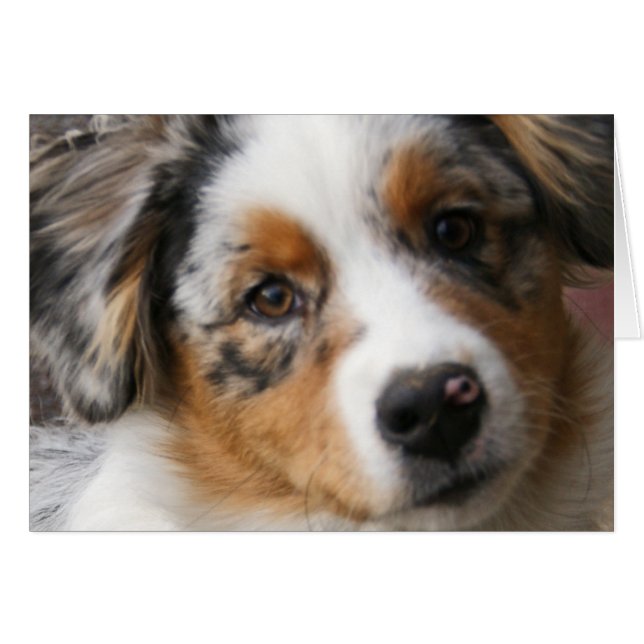 Liefde van Aussie (Voorkant Horizontaal)