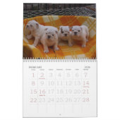 Liefde van Bulldog Calander Kalender (Feb 2026)
