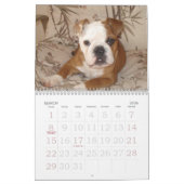 Liefde van Bulldog Calander Kalender (Mar 2026)