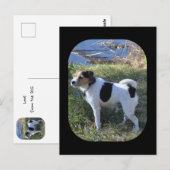 Liefde van de hond door Janz Jack Russell Briefkaart (Voorkant / Achterkant)