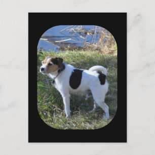 Liefde van de hond door Janz Jack Russell Briefkaart