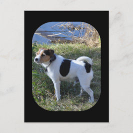 Liefde van de hond door Janz Jack Russell Briefkaart