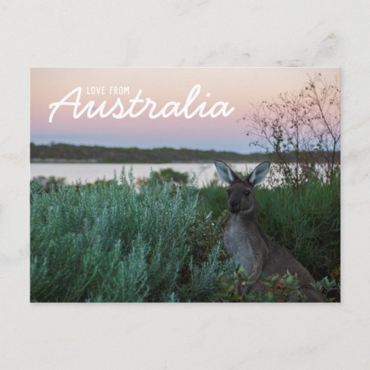 Liefde van het Australische Briefkaart Kangaroo Su (Voorkant)