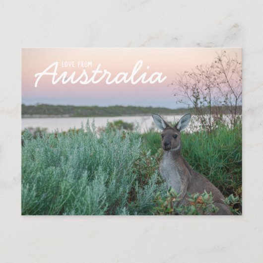 Liefde van het Australische Briefkaart Kangaroo Su (Voorkant)