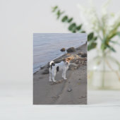 Liefde van Janz Jack Russell Briefkaart (Staand voorkant)