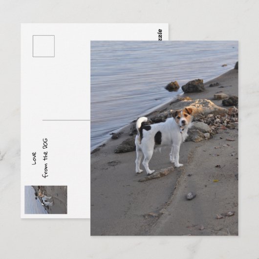 Liefde van Janz Jack Russell Briefkaart (Voorkant / Achterkant)