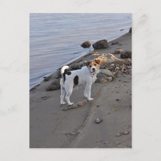 Liefde van Janz Jack Russell Briefkaart (Voorkant)