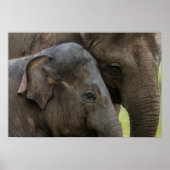 Liefde van moeder Elephant Poster (Voorkant)