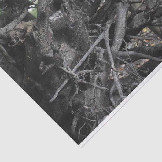 Liefde voor een omgevallen boom tissuepapier (Detail)