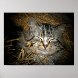 Liefde Wilde kat slaapt in strobed Poster