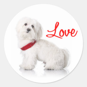 Liefde Witte Bichon Frise Puppy Hond Stickers