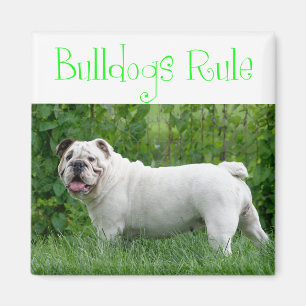 Liefde Witte Engelse Bulldog Puppy Hond Magneet
