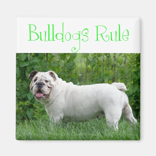 Liefde Witte Engelse Bulldog Puppy Hond Magneet (Voorkant)