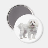 Liefde Witte Maltese Puppy Dog Koelkast Magneet (Voorkant / Achterkant)