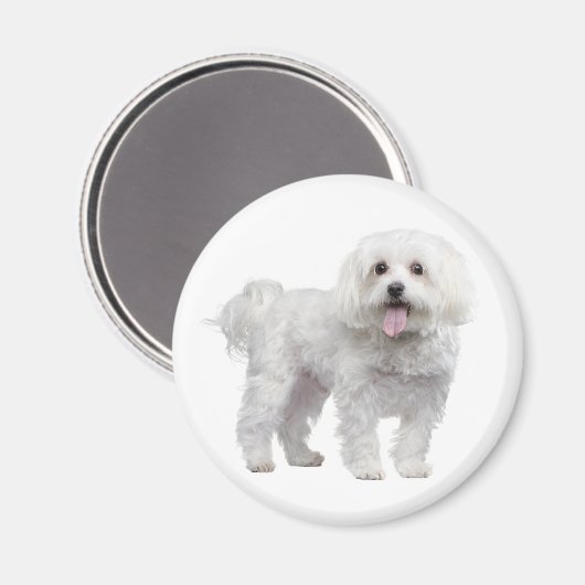 Liefde Witte Maltese Puppy Dog Koelkast Magneet (Voorkant / Achterkant)