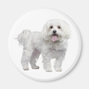 Liefde Witte Maltese Puppy Dog Koelkast Magneet