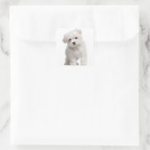 Liefde witte Maltese puppy hond canine Vierkante Sticker (Tas)